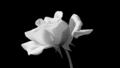 courtenay13
