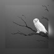 Grandmaster